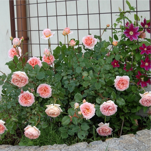 Розово-кайсиево - Английски рози